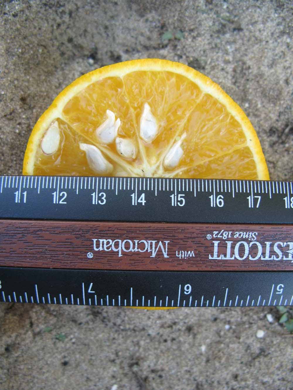              Fruit cross-section (Winter Haven, FL)       